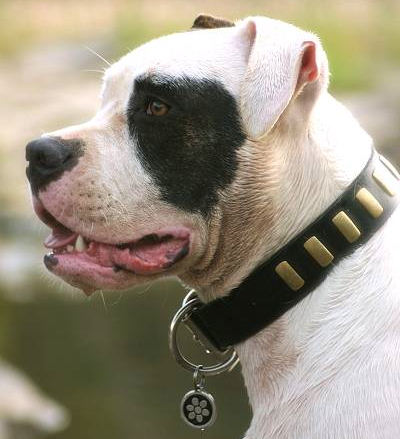 Bulldog Collar- Wide Leather Dog Collar With Plates for BULLDOGS