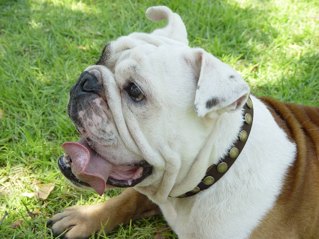 leather bulldog collar