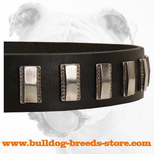Fabulous Leather Bulldog Collar with Vertical Nickel Plates
