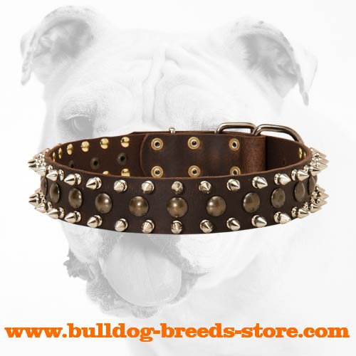 Brass Plated Studs and spikes Leather Bulldog Collar