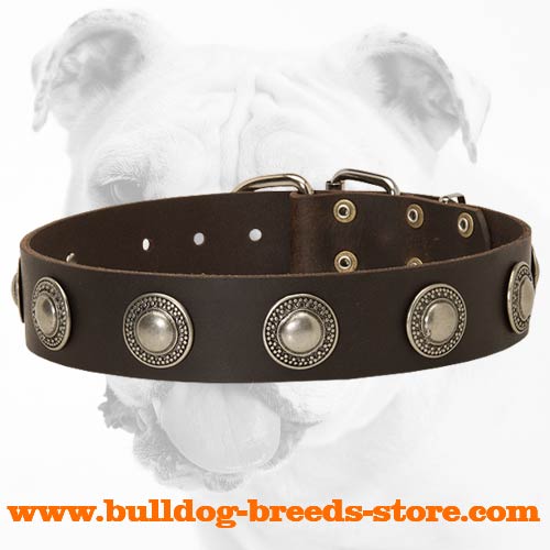 Leather Bulldog Collar with Silver Conchos