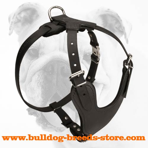 Brilliant Leather Bulldog Harness with a Soft Chest Plate - Click Image to Close