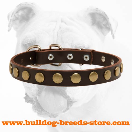 Extraordinary Leather Bulldog Collar With Circles