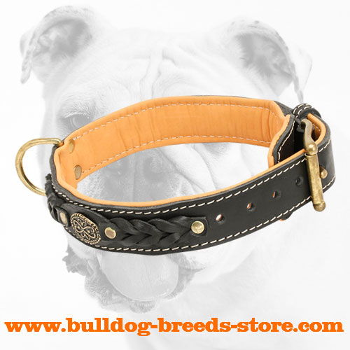 Royal Designer Nappa Padded Hand Made Leather Bulldog Collar for Walking - Click Image to Close