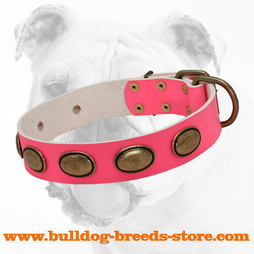 Strong Stylish Pink Leather Bulldog Collar with Brass Oval Plates