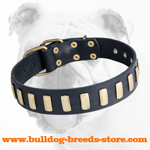 Exclusive Durable Leather Bulldog Collar with Brass Vertical Plates