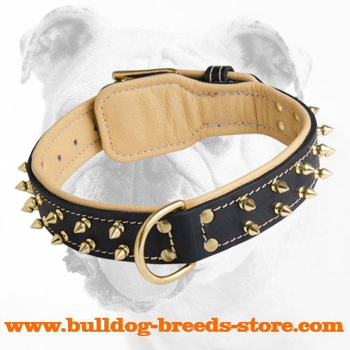 Designer Leather Bulldog Collar with Spikes for Walking
