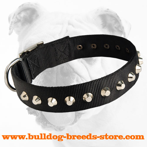 Training Nylon Bulldog Collar with 1 Row of Studs
