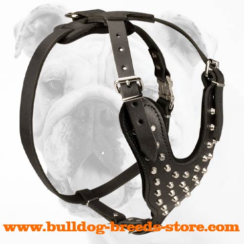 Walking Studded/Pyramids Leather Bulldog Harness