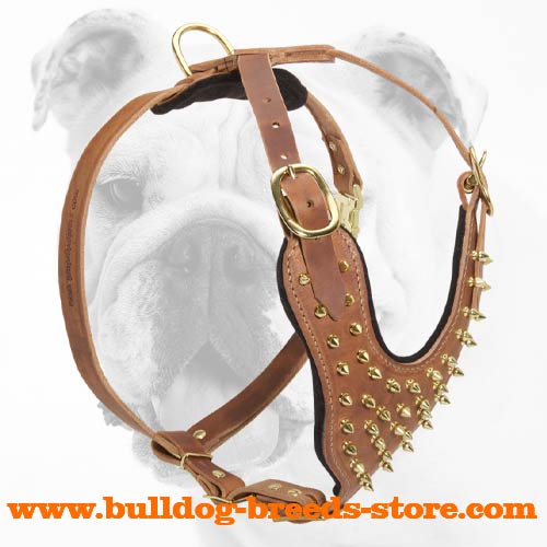 Handcrafted Leather Bulldog Harness with Brass Spikes