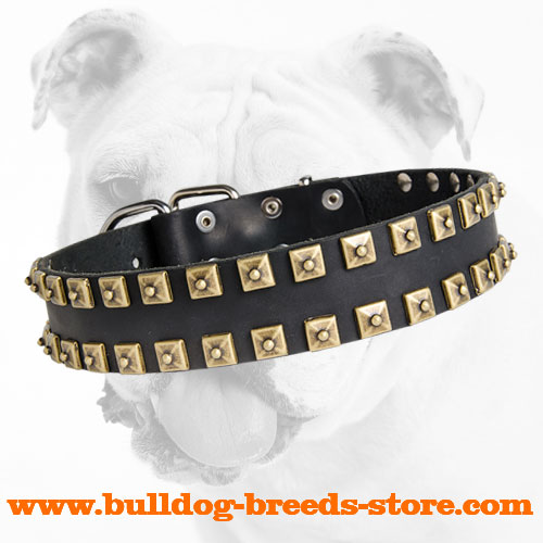 Leather Bulldog Collar with Brass Studs for Training Sessions