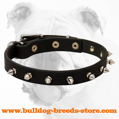 Elegant Leather Bulldog Collar with Hand Set Nickel Shiny Spikes