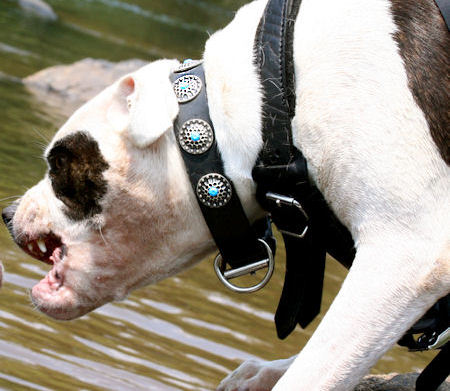 Gorgeous Leather Bulldog Collar with Nickel Circles and Blue Stones