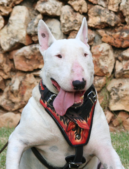 Bull Tterrier designer leather dog harness- Hand painted harness - Click Image to Close