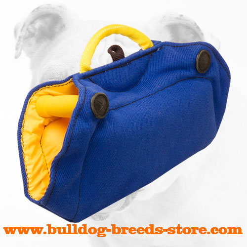 Training French Linen Bulldog Bite Builder