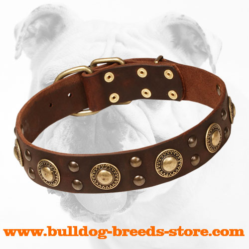 Leather Bulldog Collar with Trendy Brass Decorations