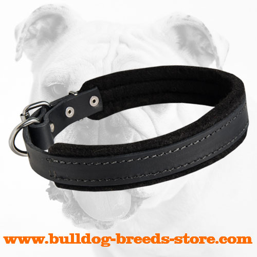 Padded Leather dog collar with thick felt