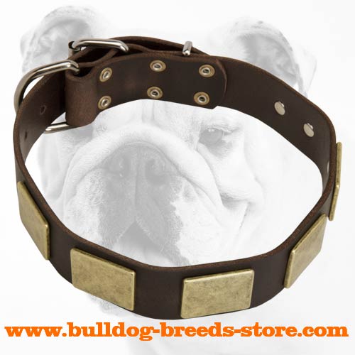Brass Plated Leather Bulldog Collar - Click Image to Close