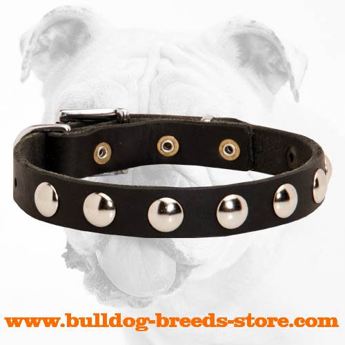 Fantastic Durable Leather Bulldog Collar with Nickel Studs