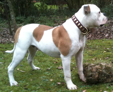 Bulldog Gorgeous Wide Leather Dog Collar With Plates-Designer