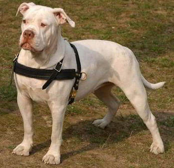 American Bulldog leather dog harness for tracking,walking