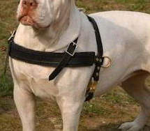 Victorian Bulldog leather dog harness for tracking,walking