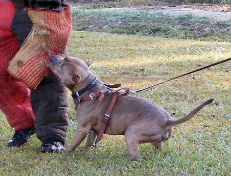 Bulldog Work Out Bite Sleeve - X-Sleeve