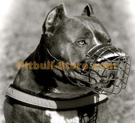 Steel deals dog muzzle