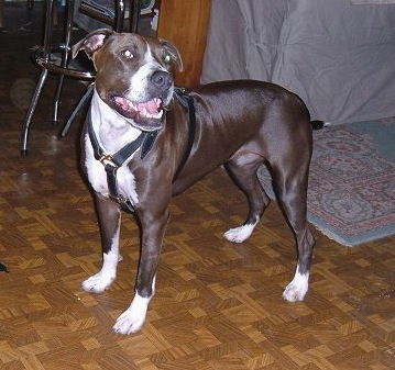 Deluxe Leather Harness -Brown Leather Harness To Fit Bulldog