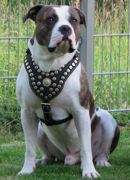 Bulldog BEST DOG HARNESS- ROYAL PADDED LEATHER HARNESS