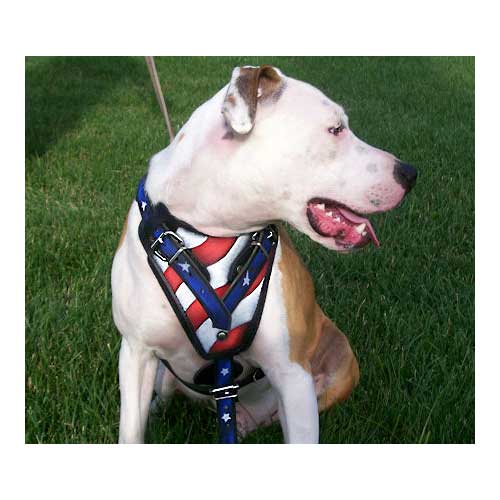 Hand painted "American Pride" Walking Leather Bulldog Harness