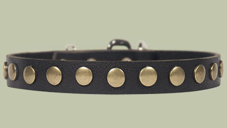 Studded Leather Puppy Collar for Bulldog puppy