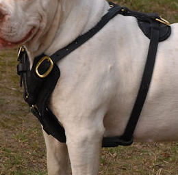 Exclusive Handcrafted Custom Leather Dog Harness for Vic BULLDOG