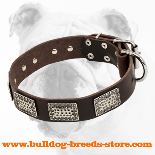 War Design Wide Leather Bulldog Collar with Nickel Plates