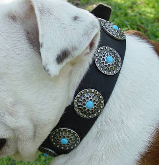 Austrain Bulldog Dog Collar & Silver Plated Circles Blue Stones