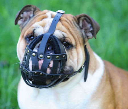 Padded Leather English Bulldog Muzzle