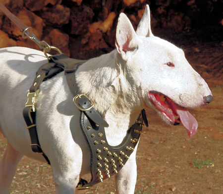 Bull leather spiked dog harness -Brass dog harness