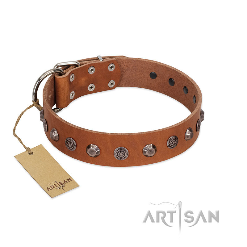 "Silver Age" Fashionable FDT Artisan Tan Leather Bulldog Collar with Silver-Like Studs
