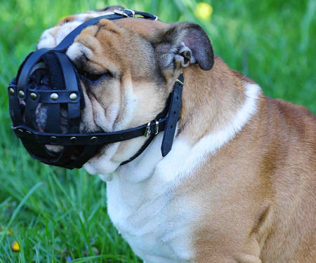Padded Leather Bulldog Muzzle for Walking