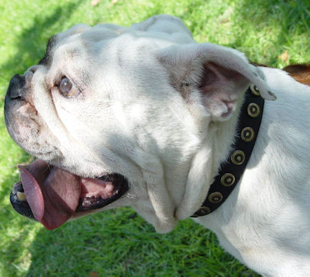 Bulldog Gorgeous Wide Leather Dog Collar With Doted Circles
