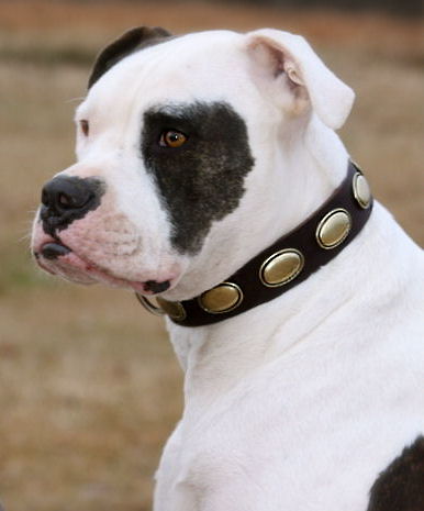 Design Collar- Retro Rulz-Gorgeous Vintage Dog Leather Collar