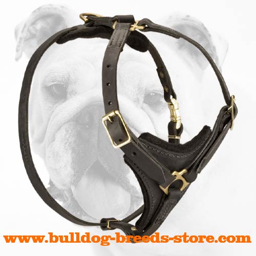 Padded Adjustable Leather Bulldog Harness for Walking