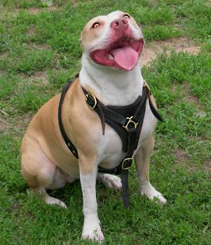 Durable and Fashionable leather dog harness for Bulldogs