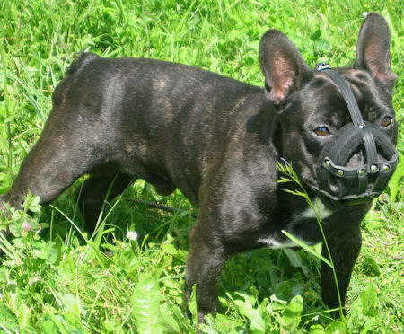 French Bulldog Leather Harness Black