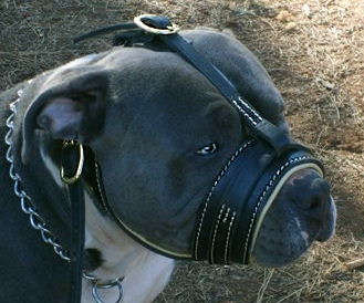 Royal Nappa Padded Leather Dog Muzzle for Bulldog - Click Image to Close