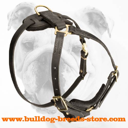 Leather Bulldog Harness with Irreplaceable Straps