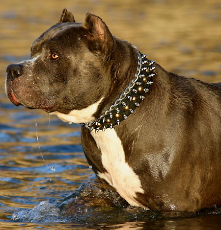 Experimentar Ajustarse Mes Get Training Leather Dog Collar | Brass Studs | Nickel Spikes