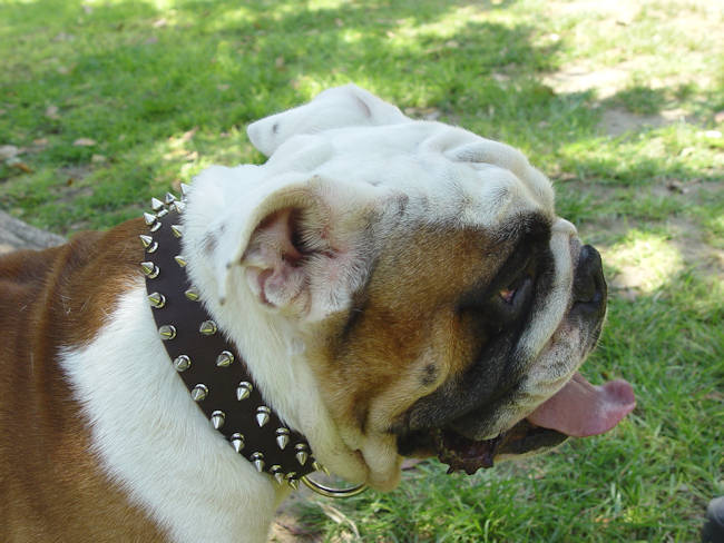 Leather Spiked Dog Collar for British Bulldogs