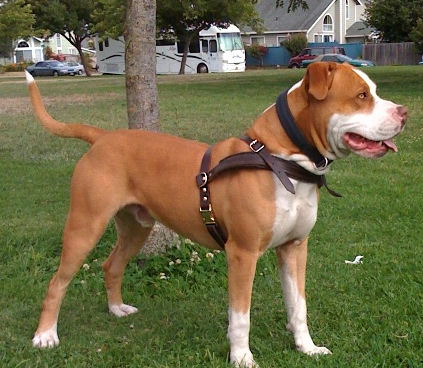 Bulldog leather dog harness for tracking,pulling walking