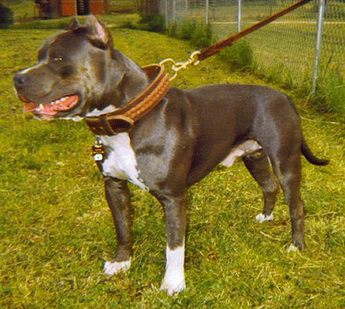 Best leather handmade leather dog collar for Bulldog